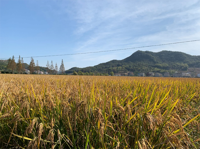 河南省关于正式启用2020年千赢国际城购置补贴辅助管理系统的通知